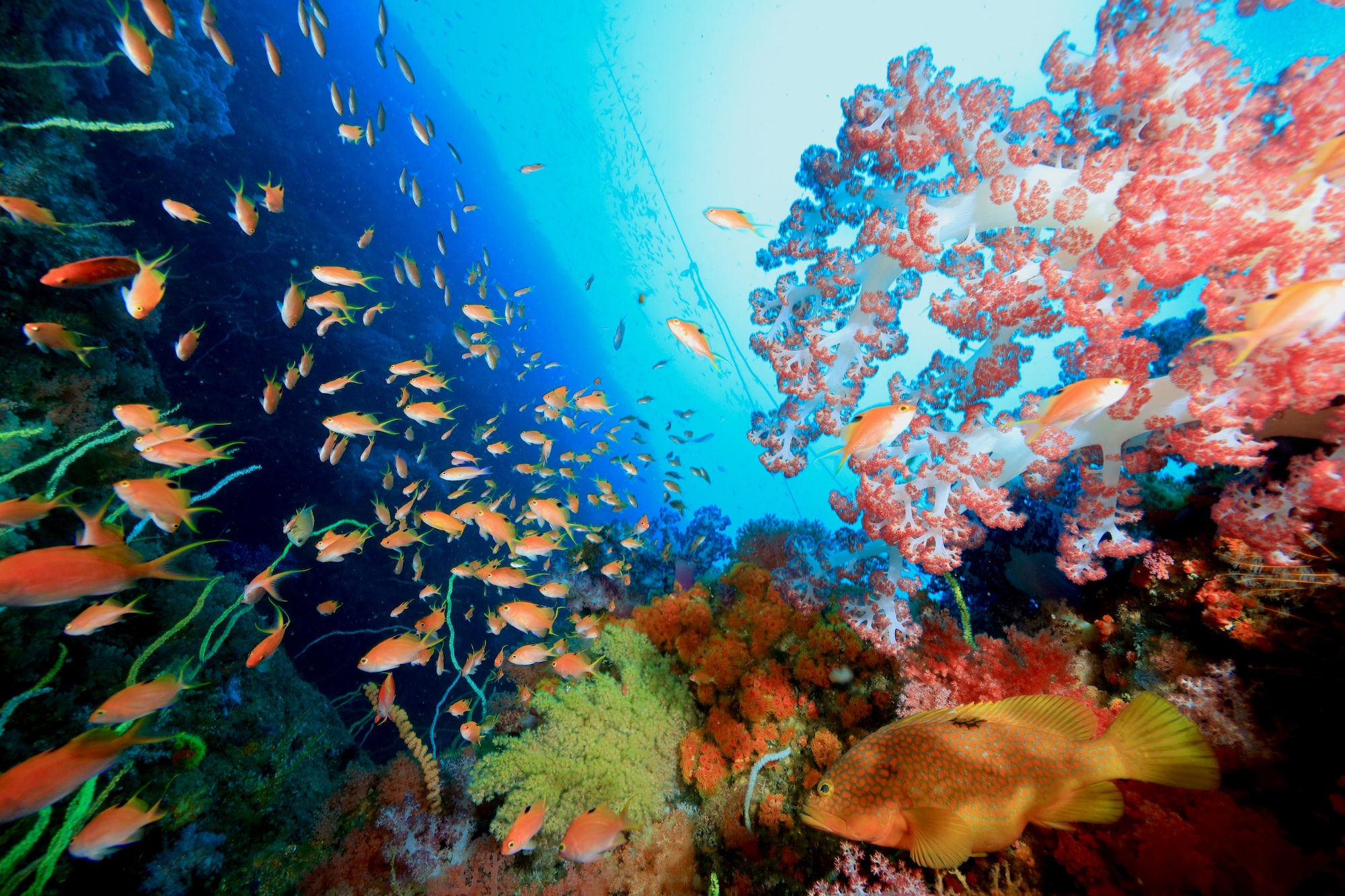 2024夏季限定ポイント『渡りの瀬』 - 徳島ダイビングサービス 海達徳島